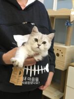 고양이를 위한 스웨터, 고양이와 개를 위한 휴대용 반려동물 의류 가방 - 이미지 3