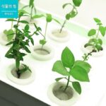 Zhili [스마트 수경 재배기] 토양 없는 재배로 가정 채소 재배, 채소 모종, 식물 생장 조명 - 이미지 3