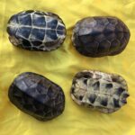 거북이 껍질 핸드헬드 조각 완성, 장식품으로 놀기, 자연스럽고 깨끗한 거북이 껍질 장식품, 냄새 없음, 풍수 거북이 껍질 사용