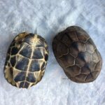 거북이 껍질 핸드헬드 조각 완성, 장식품으로 놀기, 자연스럽고 깨끗한 거북이 껍질 장식품, 냄새 없음, 풍수 거북이 껍질 사용 - 이미지 3