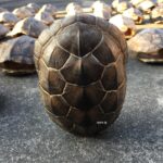 거북이 껍질 핸드헬드 조각 완성, 장식품으로 놀기, 자연스럽고 깨끗한 거북이 껍질 장식품, 냄새 없음, 풍수 거북이 껍질 사용 - 이미지 4