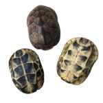 거북이 껍질 핸드헬드 조각 완성, 장식품으로 놀기, 자연스럽고 깨끗한 거북이 껍질 장식품, 냄새 없음, 풍수 거북이 껍질 사용 - 이미지 5