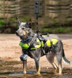 Insta 360onex2X3 파노라마 스포츠 카메라 반려동물 고양이 및 개 가슴 스트랩 백 고정 브라켓 액세서리에 적합 - 이미지 2