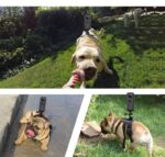 Insta 360onex2X3 파노라마 스포츠 카메라 반려동물 고양이 및 개 가슴 스트랩 백 고정 브라켓 액세서리에 적합 - 이미지 3