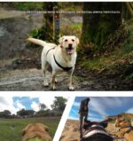 Insta 360onex2X3 파노라마 스포츠 카메라 반려동물 고양이 및 개 가슴 스트랩 백 고정 브라켓 액세서리에 적합 - 이미지 4