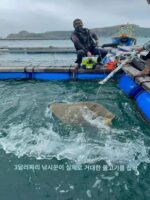 상위 S3 바다 래프트 낚싯대 일본 수입 래프트 낚싯대 초경량 카본 브리지 래프트 낚싯대 검은 도미 가벼운 바다 범용 래프트 낚싯대 세트 - 이미지 3