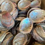 세이지 전복 껍질 호주 컬러풀 전복 껍질 받침대 페루 성목 선반 향 장식품 나무 선반 의식 감각 - 이미지 4