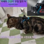 gopro 액세서리 스포츠 카메라 반려동물 스트랩 고양이 1인칭 시점 DJI 산악견 Osmo gopro 고양이 스트랩