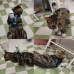 gopro 액세서리 스포츠 카메라 반려동물 스트랩 고양이 1인칭 시점 DJI 산악견 Osmo gopro 고양이 스트랩 - 이미지 3