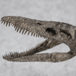 [암모나이트 제조] 플리오사우루스 포식자 X 공룡 화석 고고학 장난감 대형 핸드메이드 모델 - 이미지 4