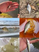 수입 카본 소형 낚시세트 매직 소형 낚싯대 쉬림프 미노우 낚싯대 스트림 낚싯대 어린이 낚싯대 부모-자식 초보자 - 이미지 3