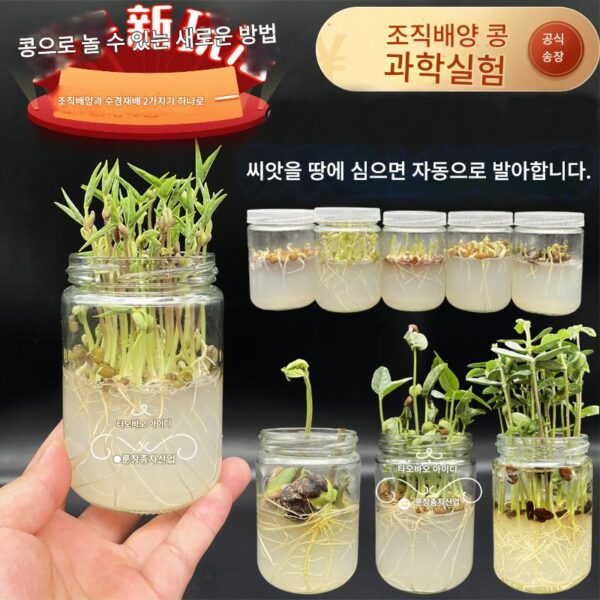 매트릭스가 포함된 유리 조직 배양 병은 과학 실험, 뿌리의 수경 관찰을 위해 꽃, 야채, 콩 및 씨앗을 발아시킬 수 있습니다.