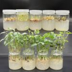 매트릭스가 포함된 유리 조직 배양 병은 과학 실험, 뿌리의 수경 관찰을 위해 꽃, 야채, 콩 및 씨앗을 발아시킬 수 있습니다. - 이미지 2