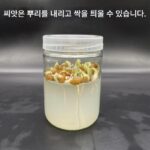 매트릭스가 포함된 유리 조직 배양 병은 과학 실험, 뿌리의 수경 관찰을 위해 꽃, 야채, 콩 및 씨앗을 발아시킬 수 있습니다. - 이미지 3