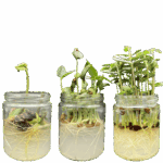 매트릭스가 포함된 유리 조직 배양 병은 과학 실험, 뿌리의 수경 관찰을 위해 꽃, 야채, 콩 및 씨앗을 발아시킬 수 있습니다. - 이미지 5