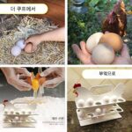 국경을 넘나드는 농장 협동조합 계란 선반 나무 계란 보관 선반 주방 창의적 보관 선반 - 이미지 2