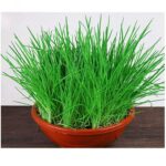 사계절 파 씨앗 사계절 재배하기 쉬운 파 발코니 실내 화분 가족 작은 안뜰 채소밭 채소 씨앗 - 이미지 2