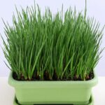 사계절 파 씨앗 사계절 재배하기 쉬운 파 발코니 실내 화분 가족 작은 안뜰 채소밭 채소 씨앗 - 이미지 3