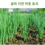 사계절 파 씨앗 사계절 재배하기 쉬운 파 발코니 실내 화분 가족 작은 안뜰 채소밭 채소 씨앗 - 이미지 4