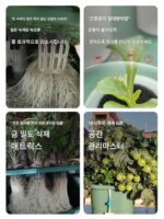 Fire Xing Planting™ 수경 재배 상자 및 가정용 발코니 무토양 채소 재배용 수경 장비 - 이미지 3