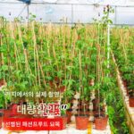 순수하고 달콤한 진미 9호 황금빛 패션프루트 묘목 그해 사계절 과일 발코니 화분 흙 접목 묘목 덩굴 - 이미지 3