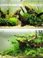 샤오미 어항 침몰형 목재 20-40cm 조경 장식품 소형 천연 보라색 티크 아치 다리 남미 나무 그루터기 거북이 일광욕 플랫폼 - 이미지 2