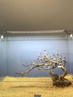 파인 모스 트리 환영 소나무 골격 물고기 탱크 조경 장식 브라질 나무 침하 나무 물 잔디 게으른 조경 재료