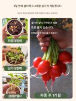 선룸 식물 심기 어린이 과학 실험 세트 식물 성장 관찰 소년 소녀 야채 심기 장난감 어린이날 선물 - 이미지 3