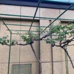 포도 패션프루트 등반대 안뜰 야외 루파 오이 선반 식물 멜론 창고 지지대 장미 장미 꽃 선반 - 이미지 5