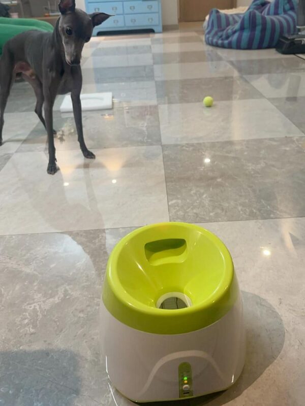 [강아지용 익스프레스 100개] 자동 공 제공기 상호작용 사료 누출 장난감 반려동물 훈련 및 지루함 해소