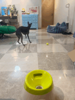 [강아지용 익스프레스 100개] 자동 공 제공기 상호작용 사료 누출 장난감 반려동물 훈련 및 지루함 해소 - 이미지 3