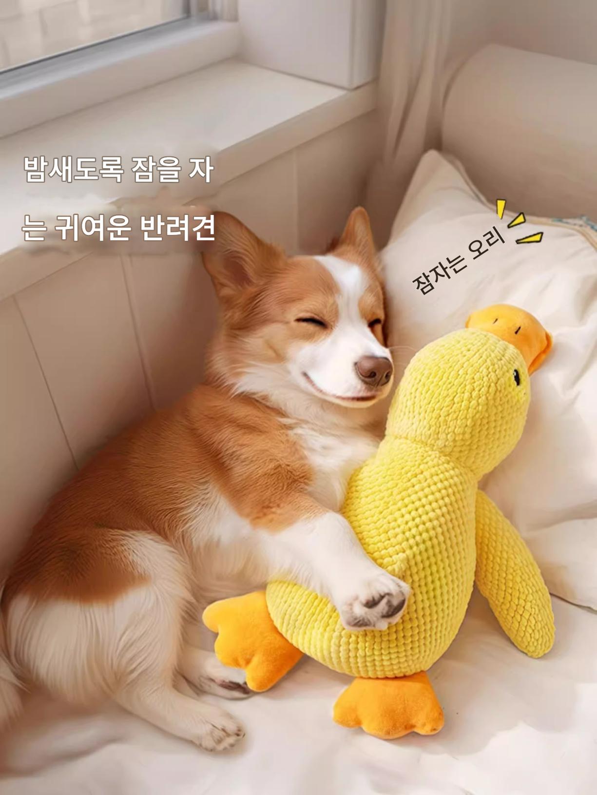 main_974917482892_0 지루함을 해소해주는 일본 수입 강아지 장난감 반려견 강아지 봉제인형 셀프하이 음성 갈이 이빨 깨물림 방지 반려견용품 - 이미지 1