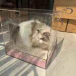 [맞춤형] 아크릴 DIY 고양이 모래상자 캐비닛 고양이 모래상자 고양이 변기 대형 냄새 방지 폐쇄형 - 이미지 5