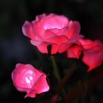 태양광 정원 조명 실외 방수 접지 플러그 정원 발코니 레이아웃 잔디 조명 조경 분위기 조명 장미 조명 - 이미지 4