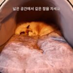 일본 수입 MUJIE 고양이 집 겨울 따뜻한 밀폐형 고양이 잠자리 텐트 고양이 집 분리형 및 세척 가능한 개 집 - 이미지 5