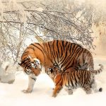 featured pixabay 591359